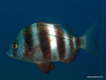P5260886