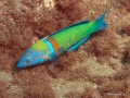 P5260888